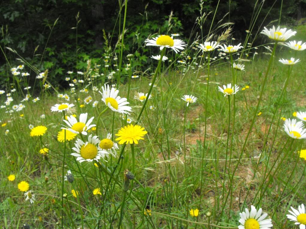 Wildflowers Pictures, Images and Photos