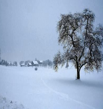 Pear tree winter