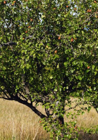 pear tree summer