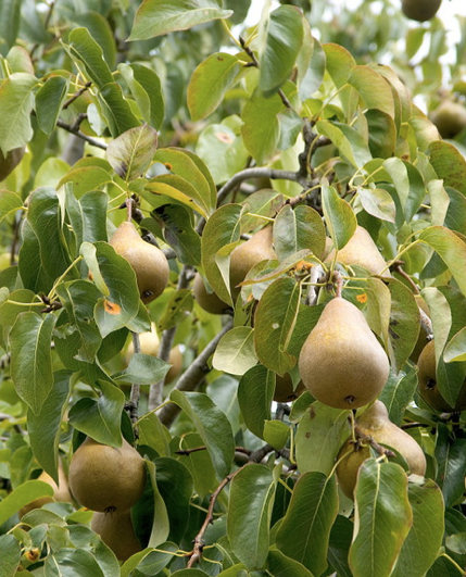 pear tree fall