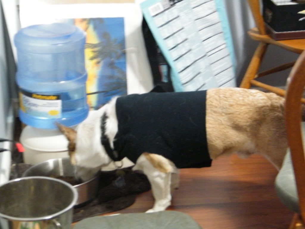 Made a thundershirt