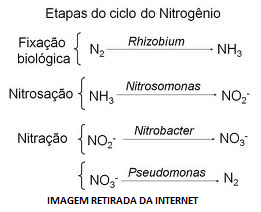 i932.photobucket.com/albums/ad165/Leovan_Dielle/Etapasdociclodonitrogecircnio_zps2aa75d72.png