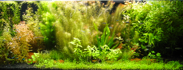 i932.photobucket.com/albums/ad165/Leovan_Dielle/GreenFecircnix-AquaacuterioTop_zps42c1897a.png