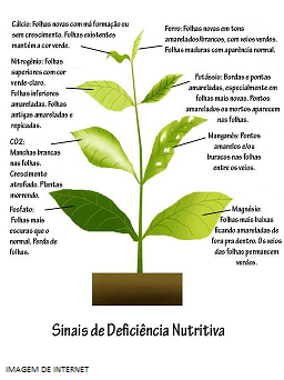 i932.photobucket.com/albums/ad165/Leovan_Dielle/dficienciasnutricionaisdeplantas_zps4fe1d00a.png