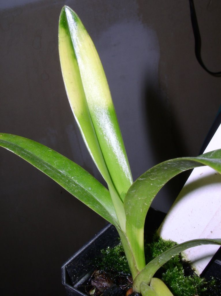 nutrient deficiency symptom in orchids Slippertalk Orchid Forum