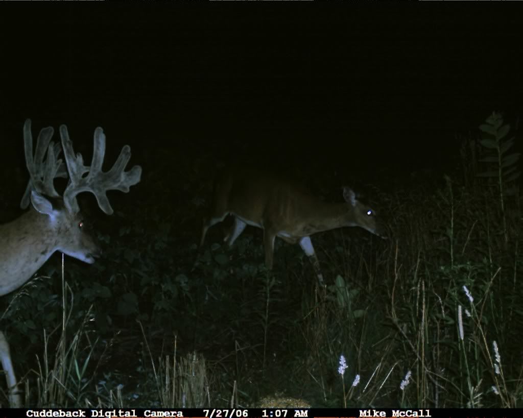 2006DEER145-2.jpg