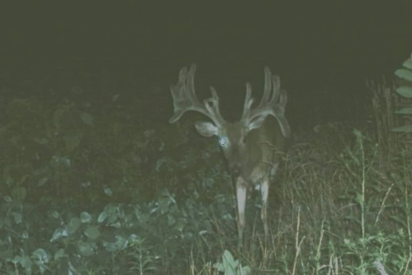 2006DEER181.jpg