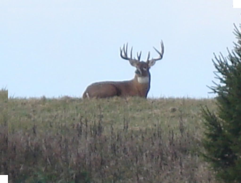 BigBuck003.jpg