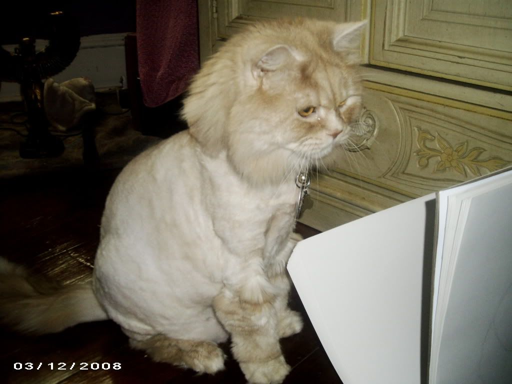 Cat Haircut Pictures, Images & Photos Photobucket