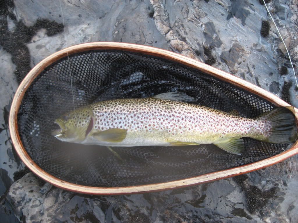 Saco River Brown Fishing Reports Maine Fly Fish