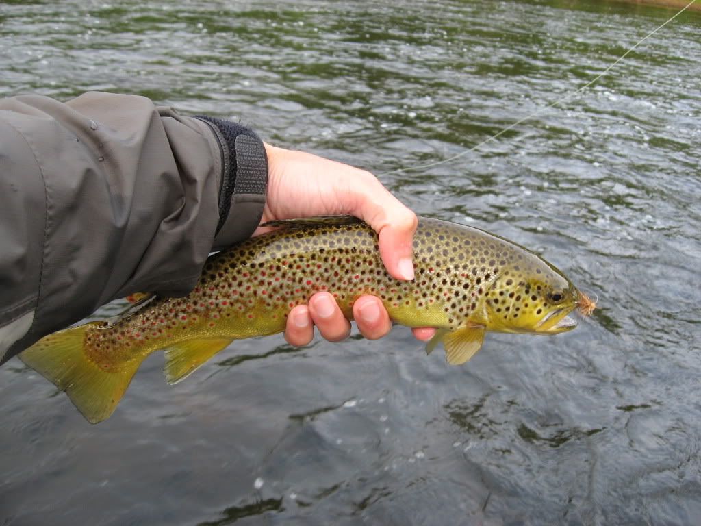 Saco River Brown Fishing Reports Maine Fly Fish