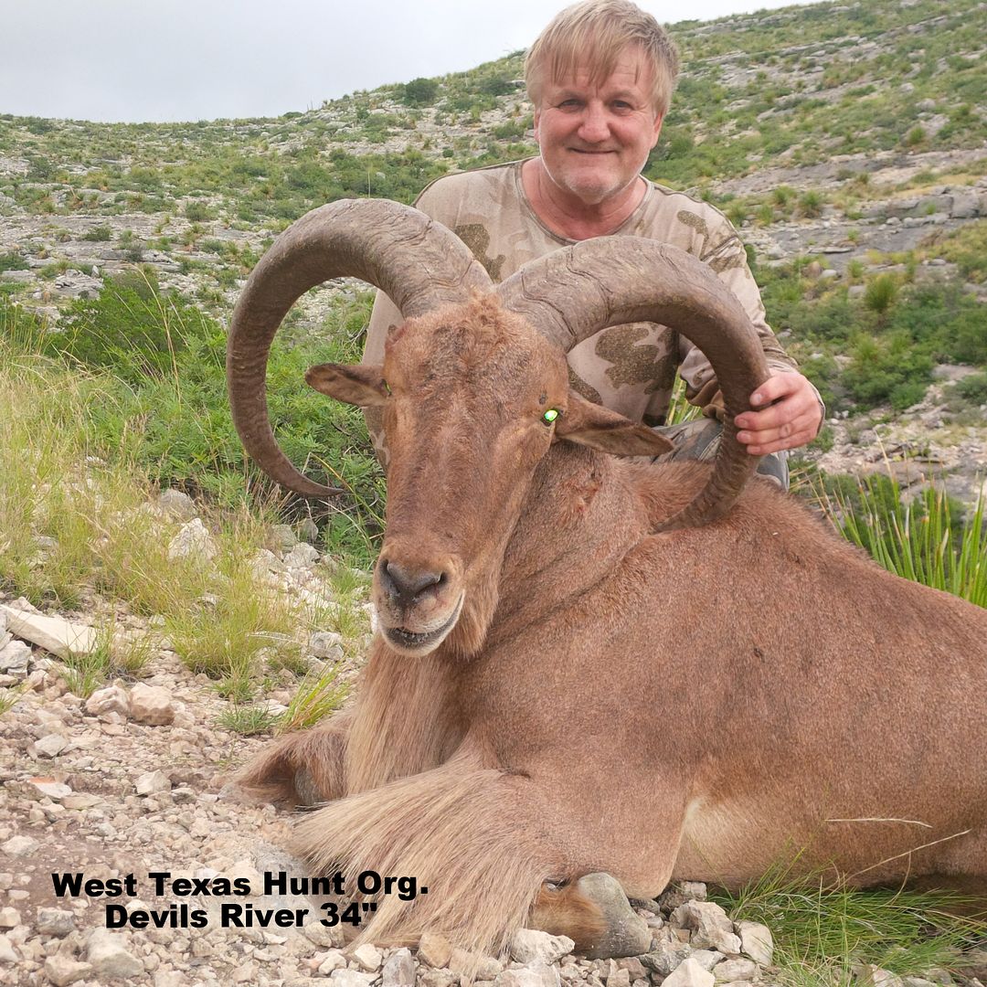Val Verde County Free Range Aoudad Photos Texas Hunting Forum