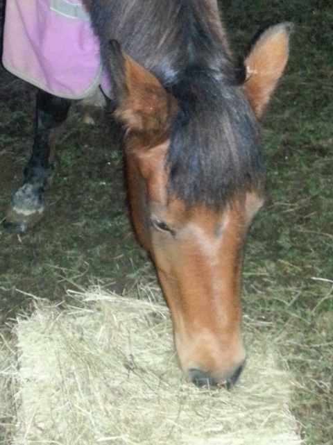 2013-12-12172204_zps1ef42106.png