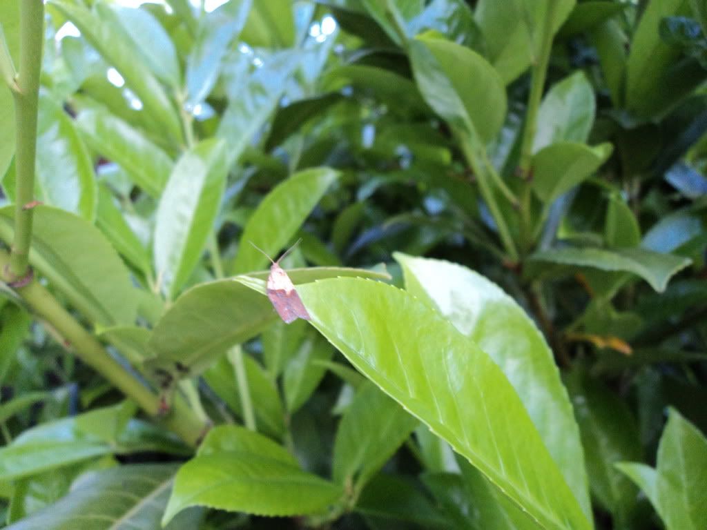 DSC00145.jpg