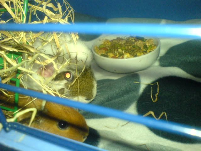 DSC03726.jpg